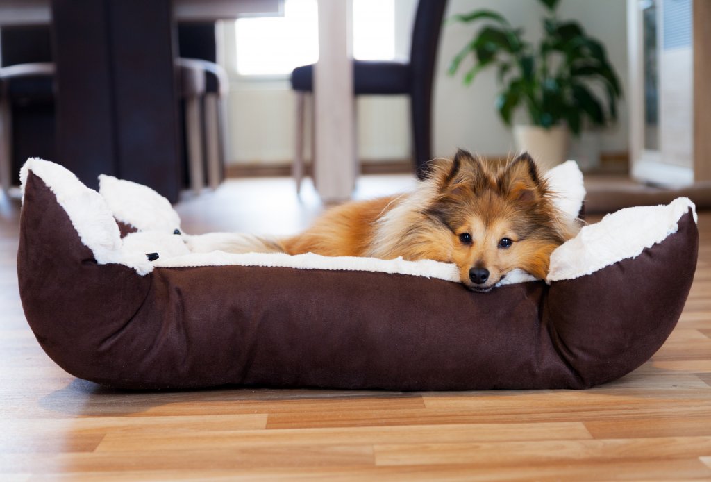 Пригответе по-дебело легло или постелкаОсигурете повече топлина и комфорт на кучето си, като му изберете кучешко легло с по-плътно дъно или постелка от материал като вълна например. Това важи с още по-голяма сила, ако домашният ви любимец е от късокосместа порода, защото ще му е необходима още повече топлина и уют.