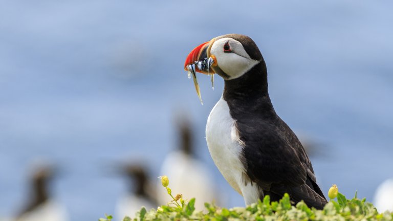 Да хванеш кайра в кадър обаче изобщо не е толкова лесно