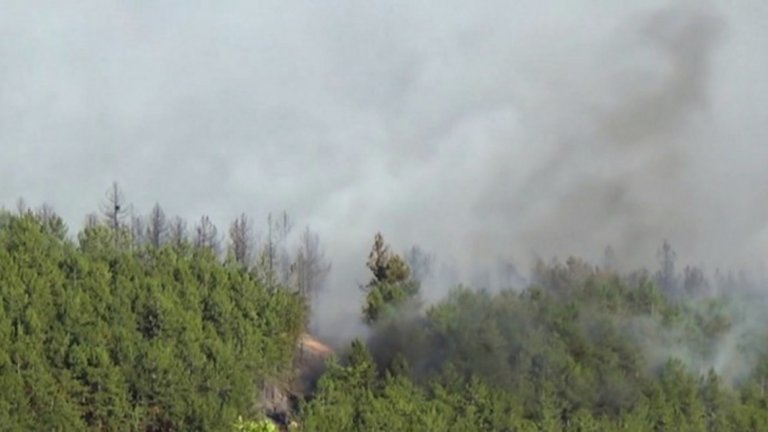 Огънят засегна около 700 декара гори