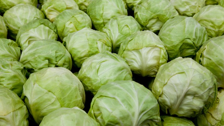 Зеле - 21 калории / 100 гр.
Зелето е част от растителното семейство кръстоцветни. Кръстоцветните зеленчуци като зеле, къдраво зеле и броколи са известни с това, че изобилстват от полезни хранителни вещества. Ако се опитвате да подобрите диетата си, кръстоцветните зеленчуци трябва да бъдат в най-горната част на списъка с храни. Много проучвания показват, че увеличаване на потреблението на растителни храни като зеле, намалява риска от диабет, затлъстяване, сърдечни заболявания и др. То може също така да способства за подсилване на имунната система, за повишаване на енергията и редуцирането на теглото.