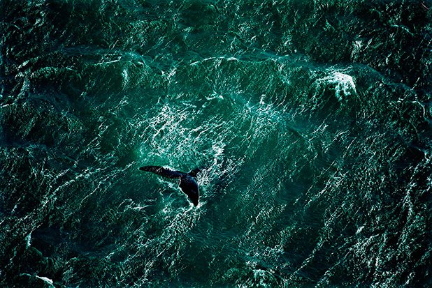 Опашка на кит сред водите на полуострова Vald