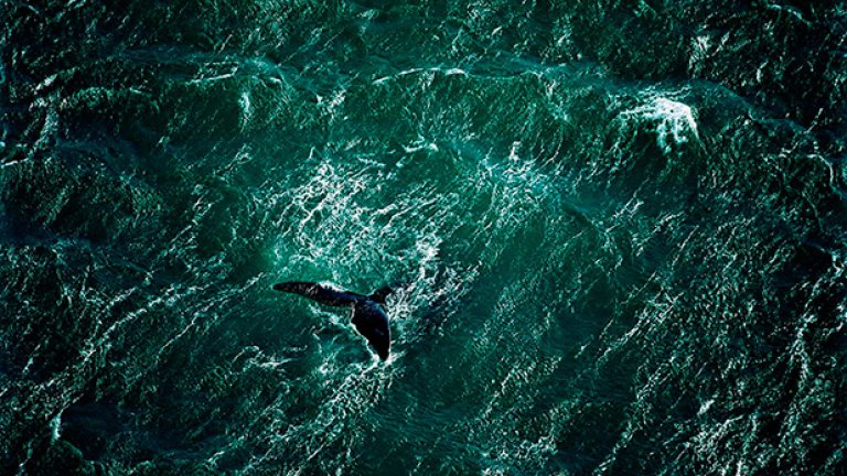 Опашка на кит сред водите на полуострова Vald