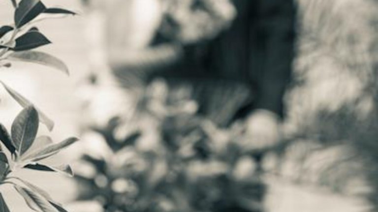 Фотограф: Гого Кехайов