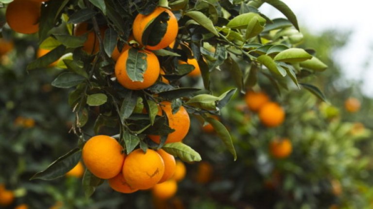 Портокали
Яжте достатъчно портокали и ще имате много по-малко болки в мускулите след бягане или тренировка. Защо? Защото портокалите осигуряват над 100% от дневната доза витамин C, а скорошните изследвания сочат, че приемът на витамин С в продължение на две седмици преди за да почнете натоварващи упражнения помага за намаляване на болките в мускулите. Този плод също съдържа и съединението херперидин, който се намира в тънката ципа на плода и доказано влияе за по-ниски нива на холестерол и намаляване на високото кръвно налягане.

Как да ги ядем: Прибавете портокала към плодова или зелена салата, изстискайте го на сок и го прибавете към печено пиле, свинско или риба. А за да се възползват от антиоксиданта херперидин, използвайте портокалова кора при печене или готвене. Изберете твърди, тежки портокали и може да ги съхранявате в хладилника до три седмици. Портокалова кора може да се съхранява и изсушена в стъклен буркан за около една седмица, ако е на хладно и проветриво място.