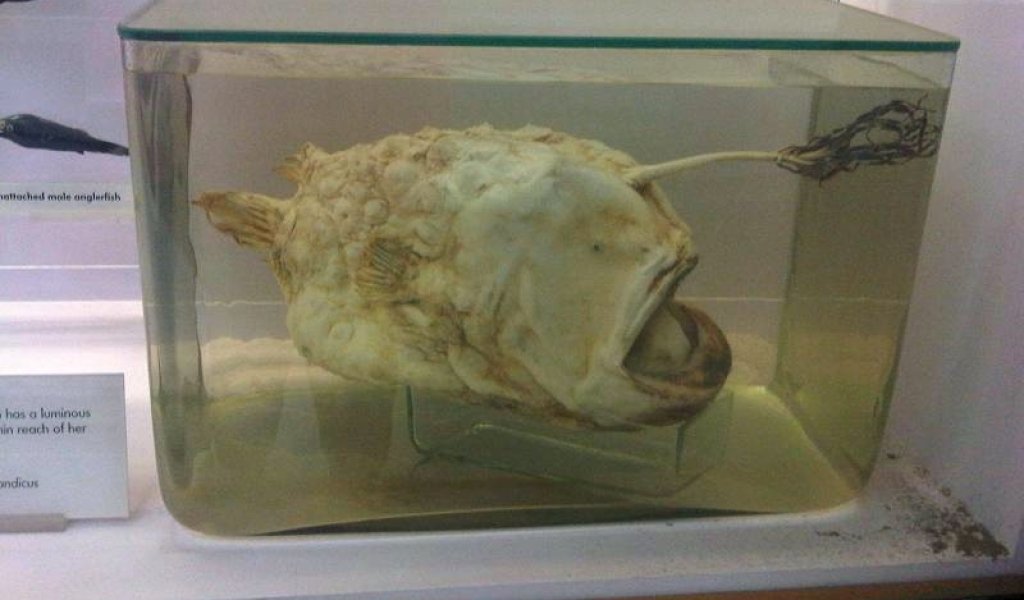Hal_-_Himantolophus_groenlandicus_2