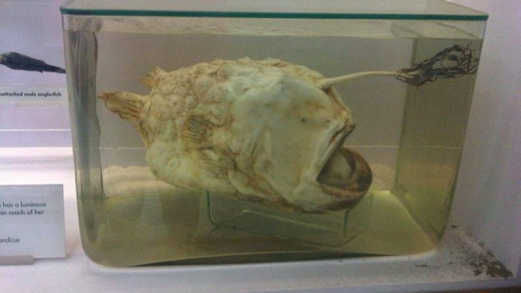 Hal_-_Himantolophus_groenlandicus_2