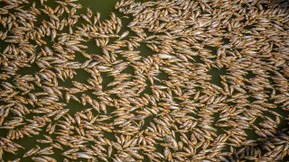 Причината са жегите и липсата на кислород във водата