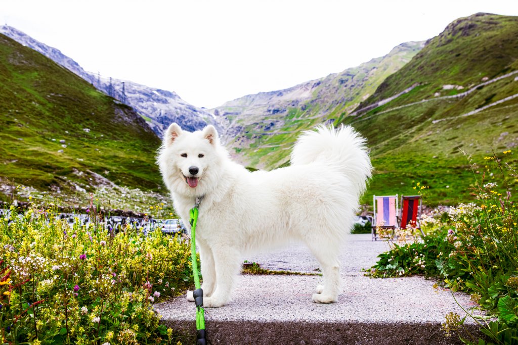 Самоед
Великолепна бяла, пухкава козина, страхотна осанка и муцуна, която сякаш се усмихва през цялото време. "Палтата" им са дебели, а телата – издръжливи и мощни, защото самоедът идва от суровия Сибир, където е ползван столетия наред като впрегатно куче. Породата има и доста спокоен и дружелюбен характер.