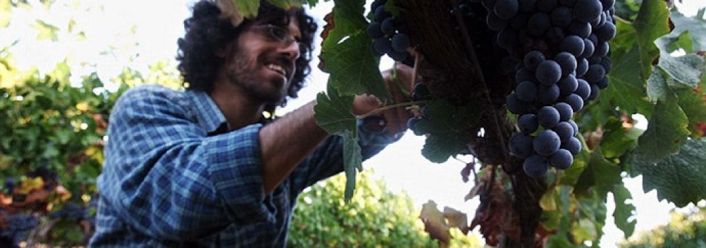 vine harvest