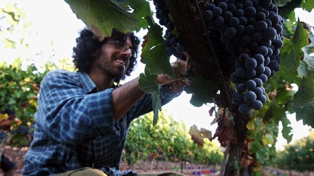 vine harvest