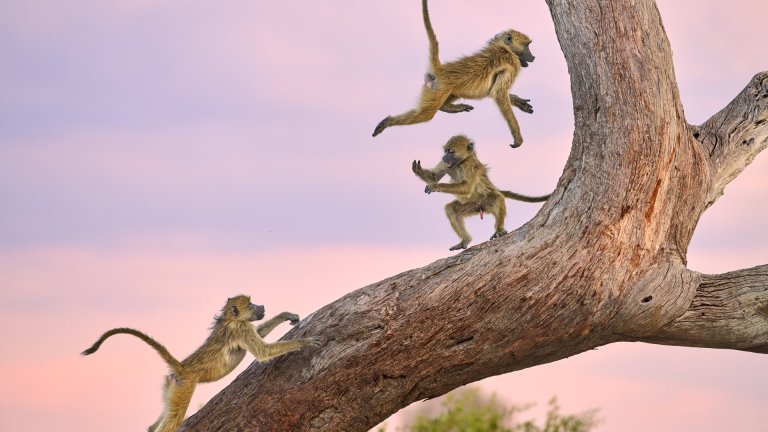 Най-смешните снимки на животни за 2025 г.