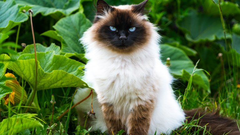 Свещена бирманска коткаТази порода идва от аристокрацията на Бирма и е свикнала на човешко внимание и обожание. Макар че е сред едрите породи котки, свещената бирманска котка се разбира прекрасно с деца и даже с новородени бебета. Козината ѝ е лесна за поддръжка с ресане на няколко дена.