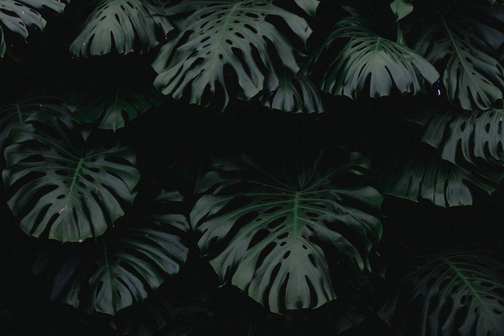 gilles-lambert-mSK5nNsAsLY-unsplash