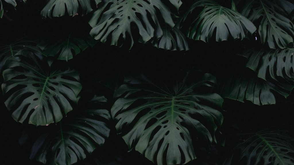 gilles-lambert-mSK5nNsAsLY-unsplash