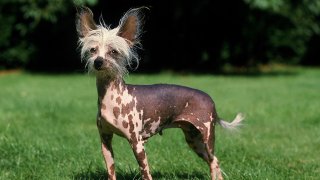 През 2015 г. куче от тази порода, наречено Рамбо, печели приза "Най-грозно куче на света"