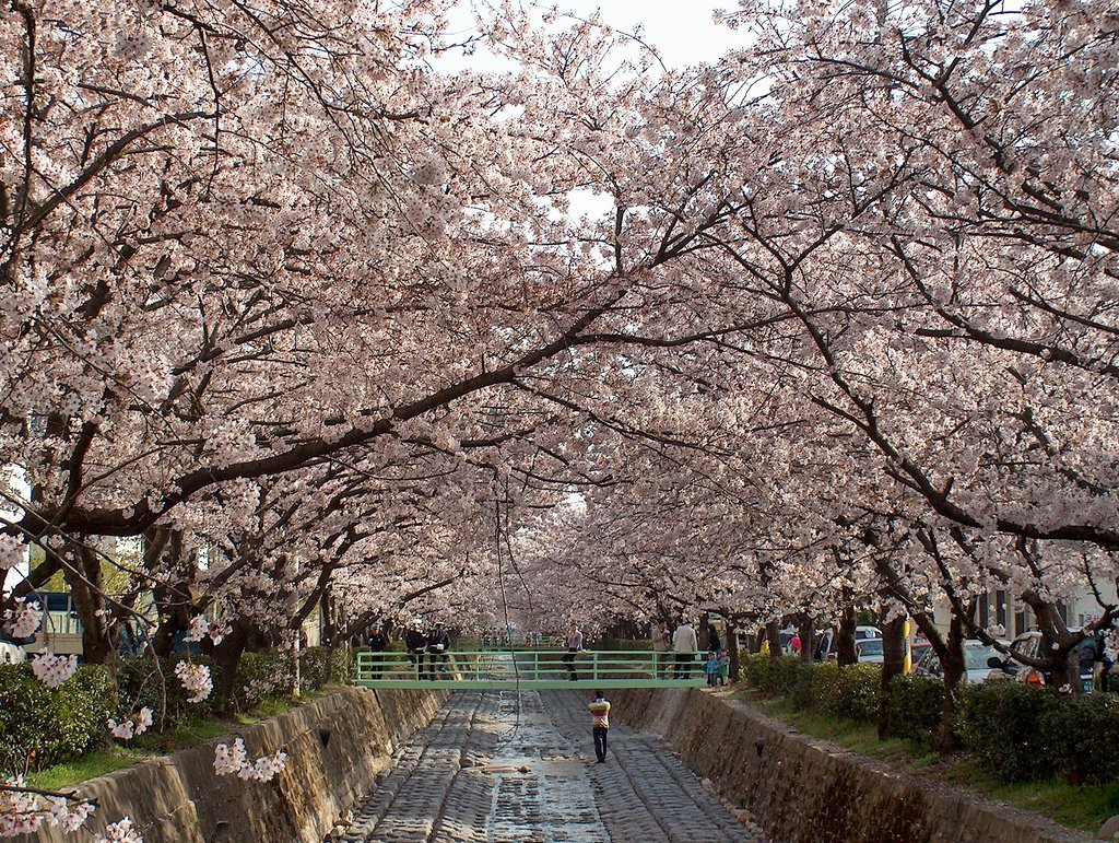 Джинае в Южна Корея е истински рай в сезона на цъфтящите череши