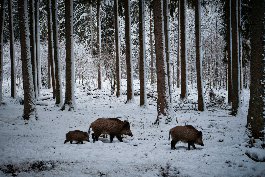 rolf-schmidbauer-QaBLP8wItuY-unsplash