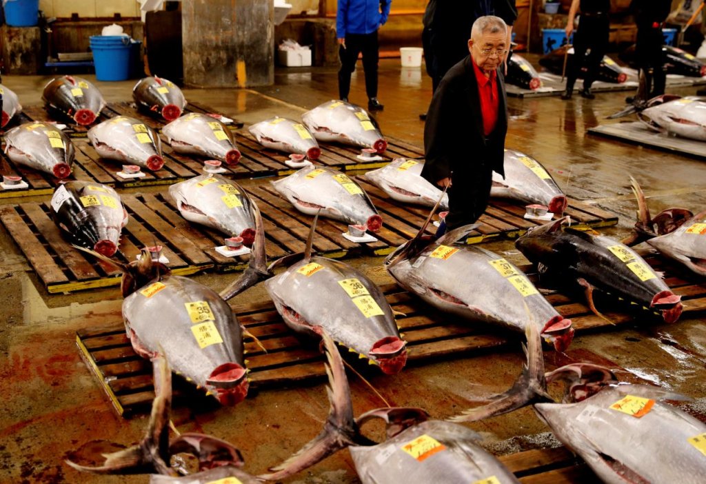 A wholesaler checks the quality of fresh tuna displayed at the last tuna auctions at the Tsukiji fish market before it moves to the new Toyosu market in Tokyo