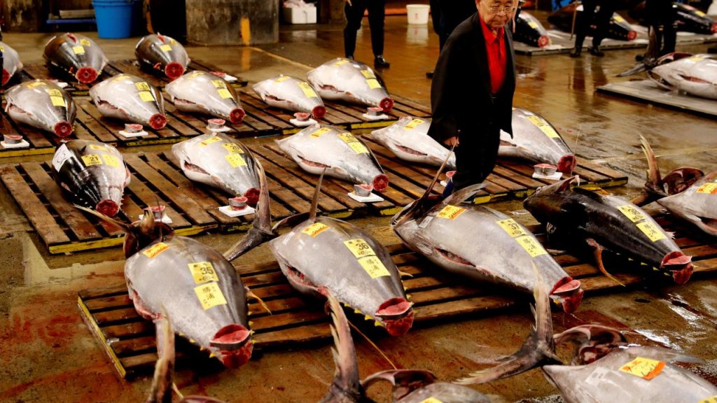 A wholesaler checks the quality of fresh tuna displayed at the last tuna auctions at the Tsukiji fish market before it moves to the new Toyosu market in Tokyo