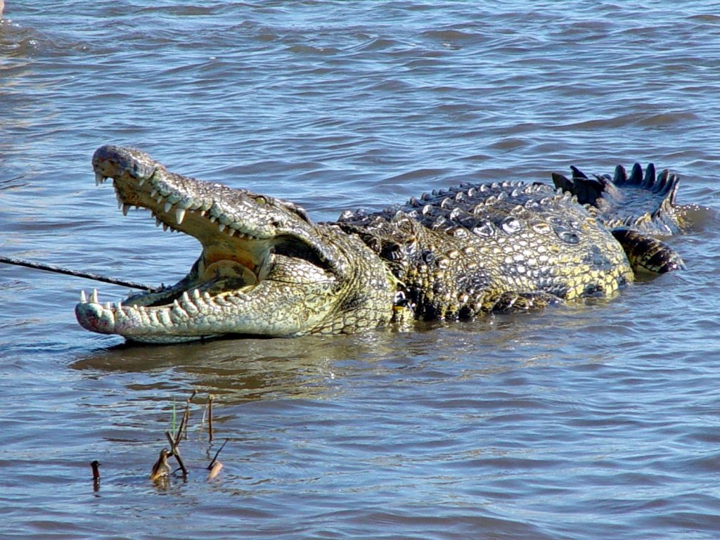 croco
