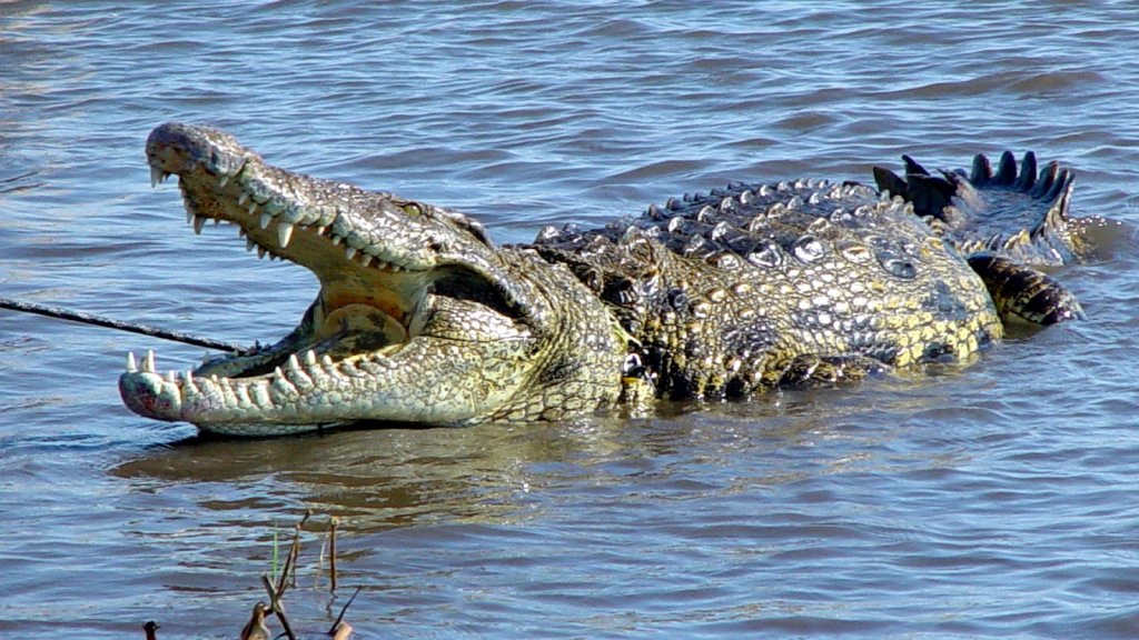 croco