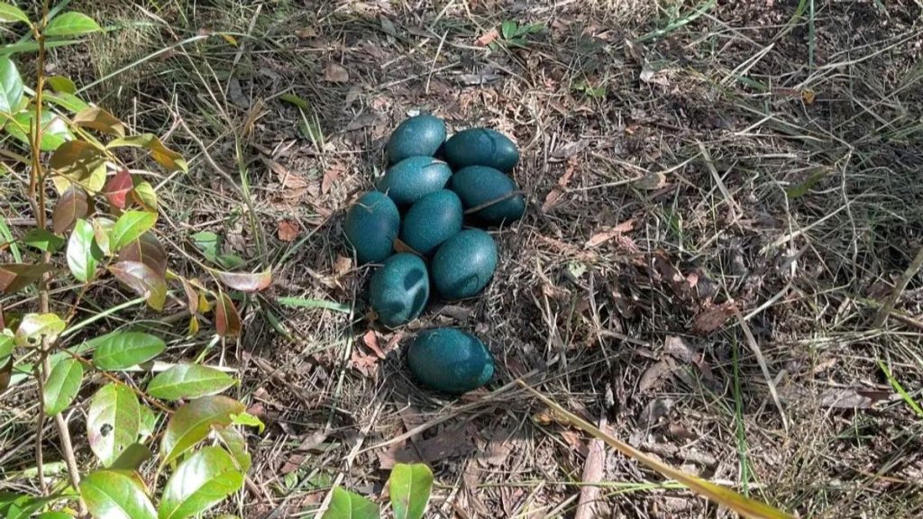 emu-eggs-l