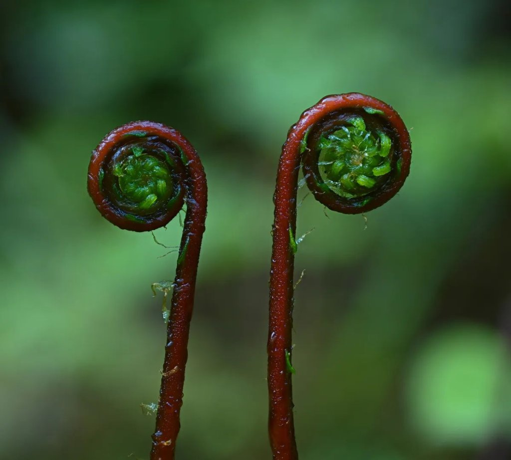 the-deer-fern-struthiopteris-spicant-l