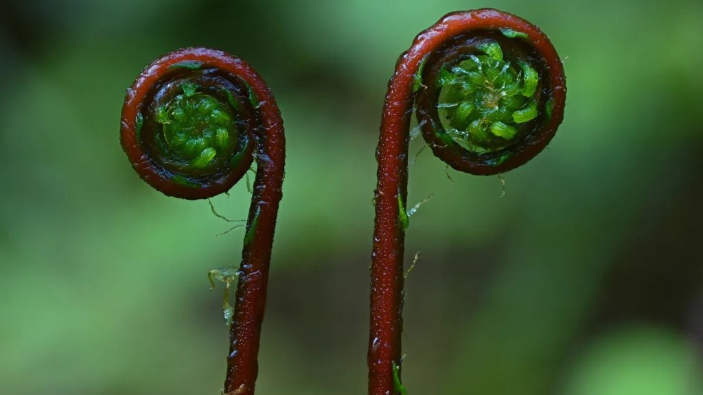 the-deer-fern-struthiopteris-spicant-l