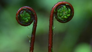 the-deer-fern-struthiopteris-spicant-l