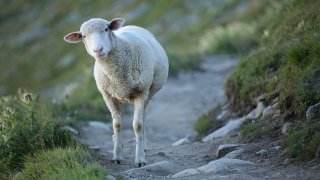 &lt;&gt; on August 22, 2016 near Gletsch, Switzerland.