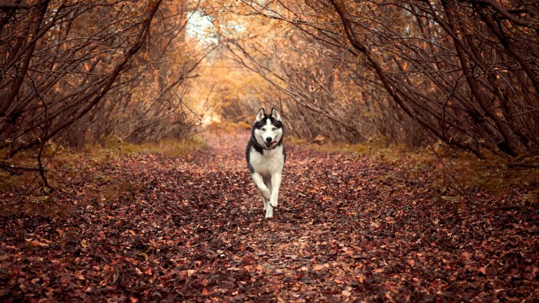 Съобразявайте се каква порода е кучето виИма породи като хъскита и маламути, които обожават студените сезони и снега и могат да тичат навън до насита, независимо от времето. Има и такива, които ще предпочетат кратка разходка, след което да се приберат на сухо и топло. Съобразете се от кой вид е вашият любимец, за да се чувства той максимално комфортно, независимо от сезона.