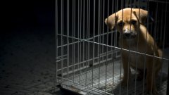 Вярвате или не, експлоатацията на животни е третият по мащаби криминален бизнес в Европа. И той тепърва ще се разраства