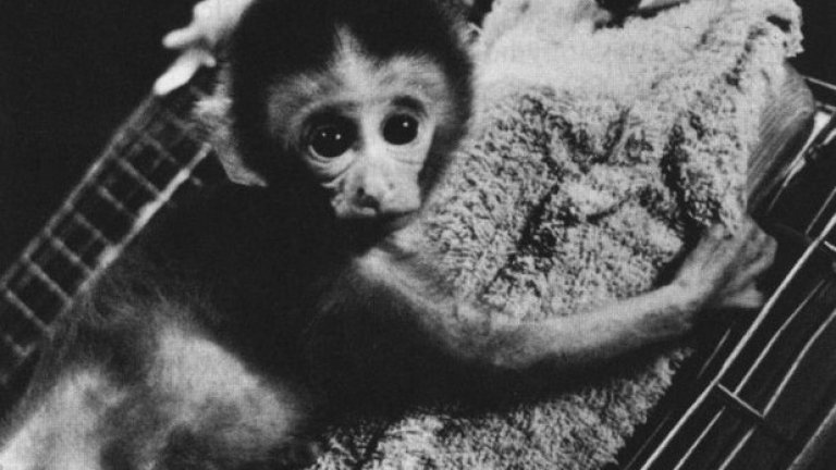 Маймуните на Хари Харлоу
Учените са единствените хора, които биха упражнили насилие над маймуните от добри намерения. Така например, от "добри намерения" учени са принуждавали бебета-маймуни да пушат цигари, за да проверят какъв е ефектът от тютюневия дим върху неразвитите им мозъци. Един представител на научната общност обаче се откроява по нечовешката си жестокост.


Психологът Хари Харлоу е твърдо убеден, че трябва да изпита ефектите от клиничната депресия върху породата макак. За тази цел взема новородени маймуни, при които процесите на обвързване с майките им са започнали току-що, и ги поставя в пълна изолация.

Малките са заключени съвсем сами в тъмни клетки в продължение на периоди, достигащи до 10 седмици. Едновременно с това, лекарят дава на тестови шимпанзета "майки-заместители", направени от парчета плат и копчета. Резултатът е, че шимпанзетата се вкопчват отчаяно в парцалените си майки, докато макаците развиват дълбока клинична депресия и психоза до стадий на невъзвратими увреждания.

Изводът от експеримента е, че не е здравословно да се отделят малките деца от майките им. Нужно ли е това да се доказва чрез жестоки изпитания на новородени животни - това може да ни каже само Хари Харлоу.


