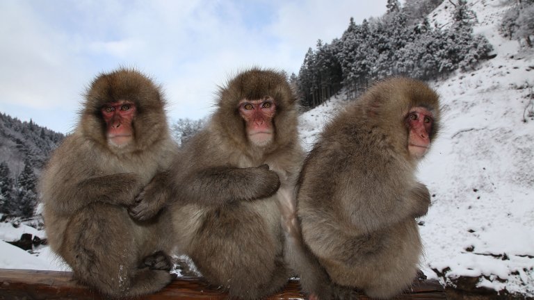 Японски град е тероризиран от маймуни, като приматите нападат както малки деца, така и възрастни хора