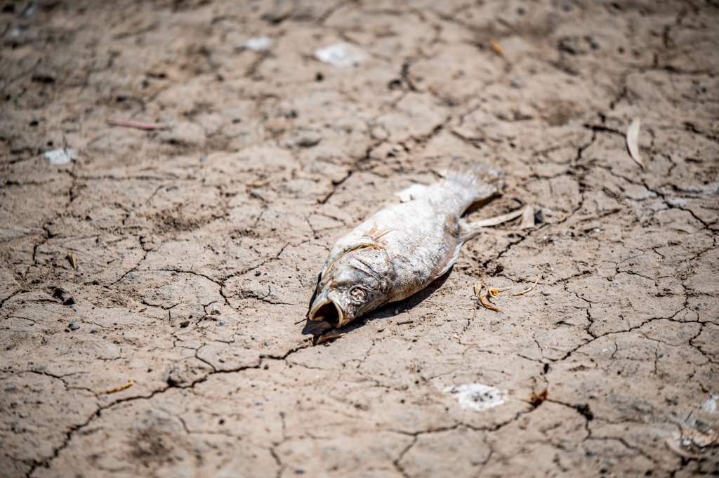 Милиони мъртви риби задръстиха река в Австралия (снимки)