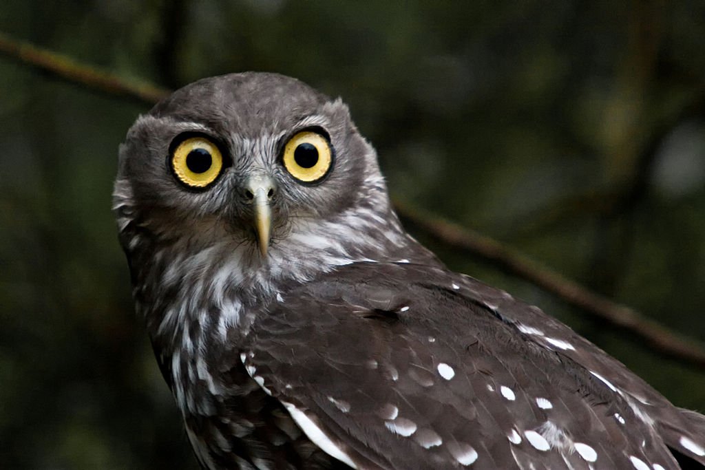 1024px-Barking_Owl_(Ninox_connivens)