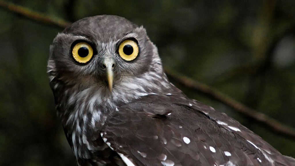 1024px-Barking_Owl_(Ninox_connivens)