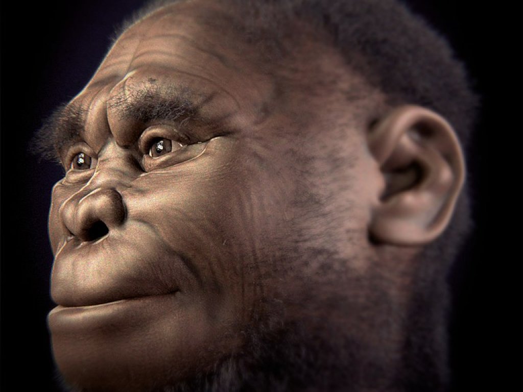 768px-Homo_floresiensis_v_2-0