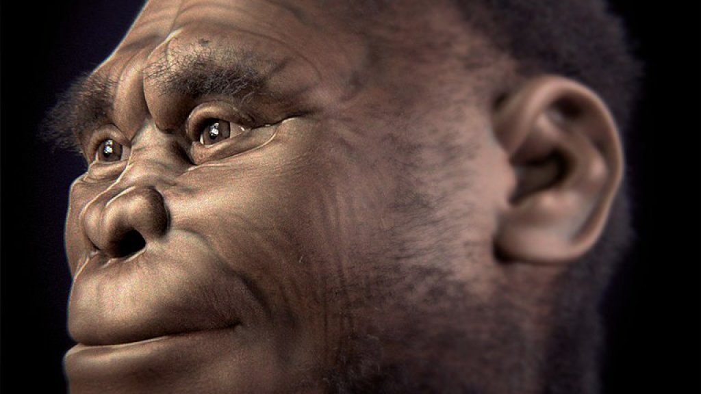 768px-Homo_floresiensis_v_2-0