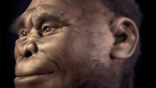 768px-Homo_floresiensis_v_2-0