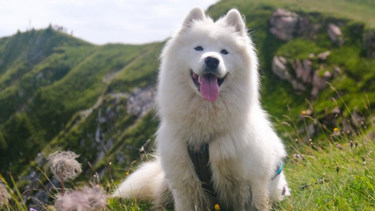 Едно куче с богата история, привикнало да оцелява