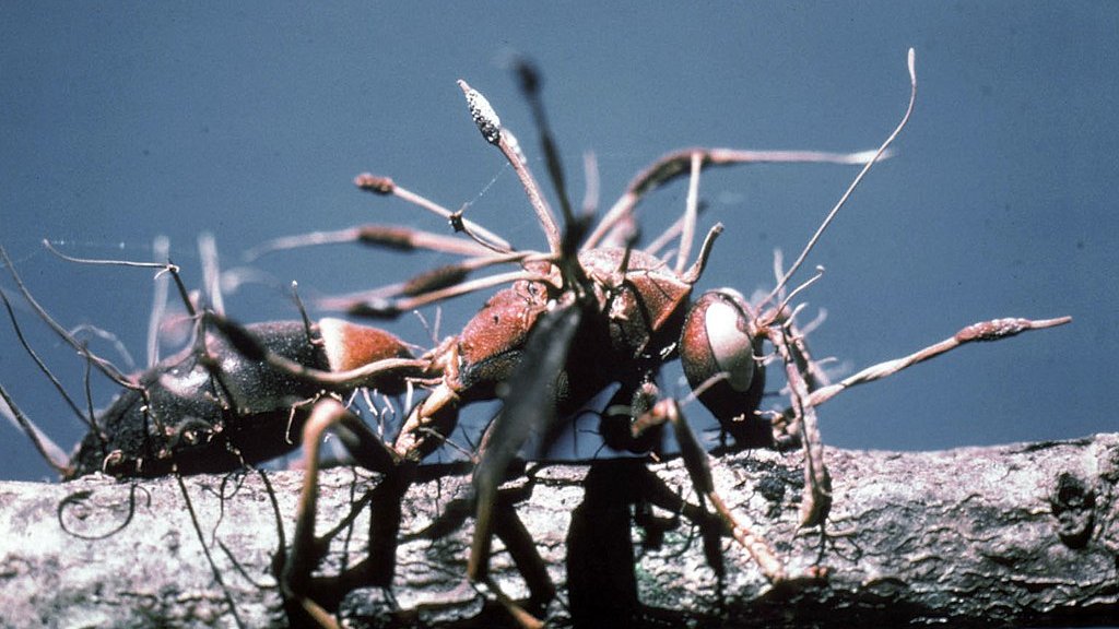 Cordyceps