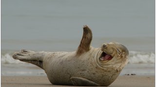 Otarie_rire