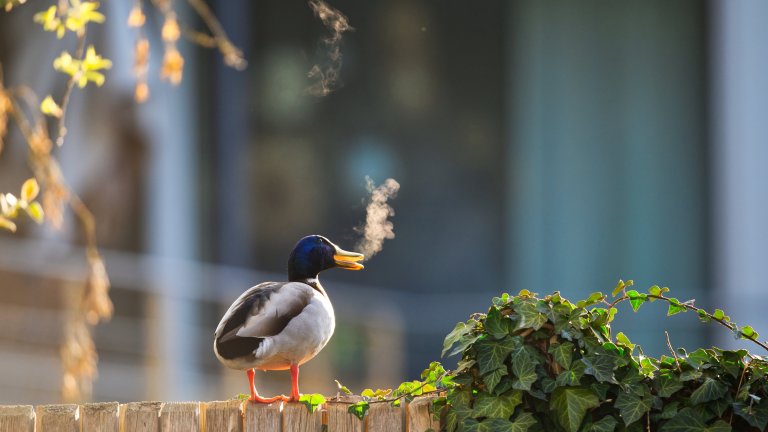 Най-смешните снимки на животни за 2025 г.