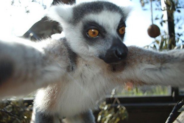 През март 12-годишният лемур Бикли си направи селфи с откраднат фотоапарат в Лондонската зоологическа градина