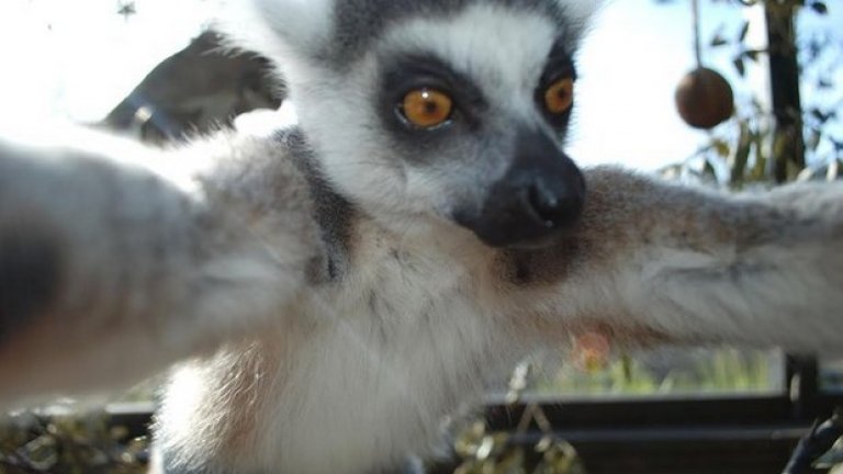 През март 12-годишният лемур Бикли си направи селфи с откраднат фотоапарат в Лондонската зоологическа градина