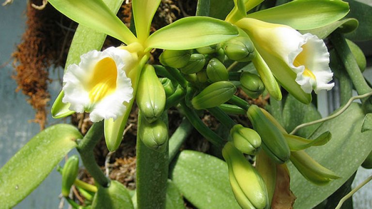 Ванилията е род орхидеи, която древните ацтеки са използвали, за да правят напитки. Иначе може чудесно да замени розите в букета