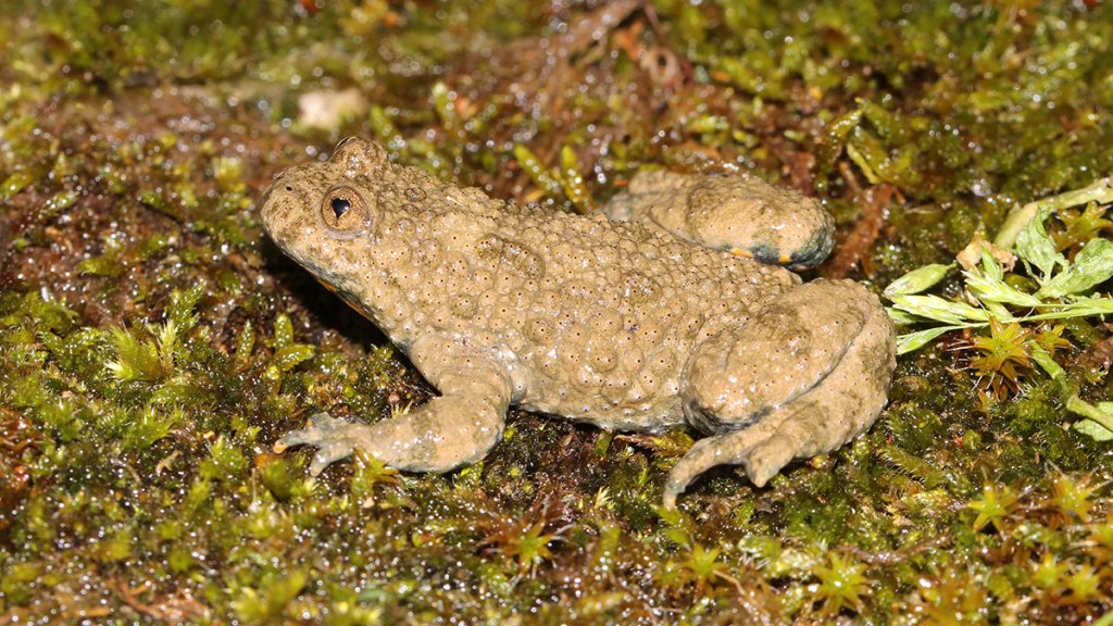 Bombina-variegata-Lorraine