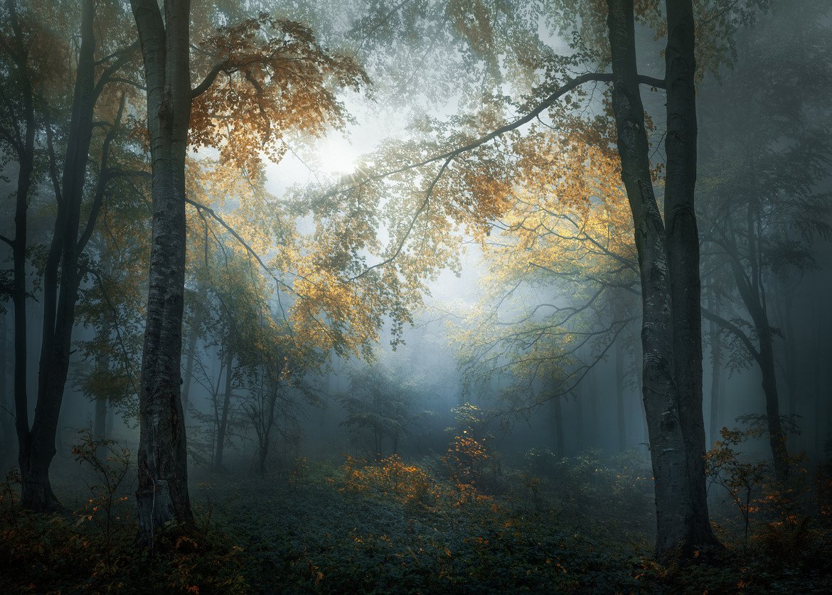 Снимката на Веселин Атанасов "Ранна есен" стана победител в категорията "Пейзаж и природа" в раздела Любители. Кадърът спечели и приза за най-добра любителска снимка от България. 