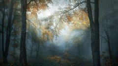 Снимката на Веселин Атанасов "Ранна есен" стана победител в категорията "Пейзаж и природа" в раздела Любители. Кадърът спечели и приза за най-добра любителска снимка от България. 